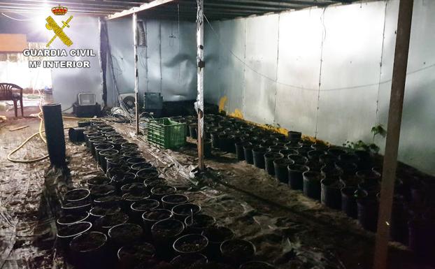 Desmantelan en Lorca un peligroso clan familiar que cultivaba marihuana en cuatro invernaderos