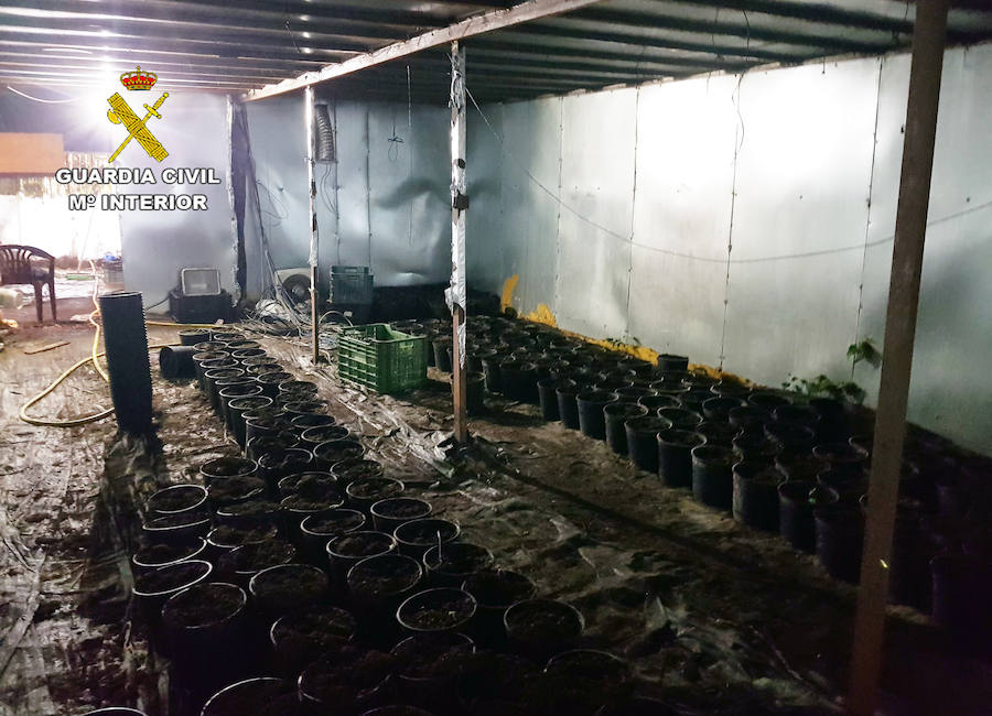 Desmantelan en Lorca un peligroso clan familiar que cultivaba marihuana en cuatro invernaderos