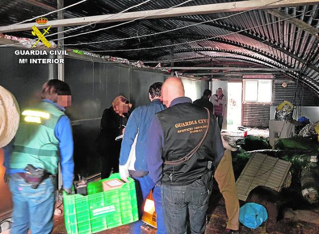 Cae un peligroso clan familiar que cultivaba droga en Almendricos