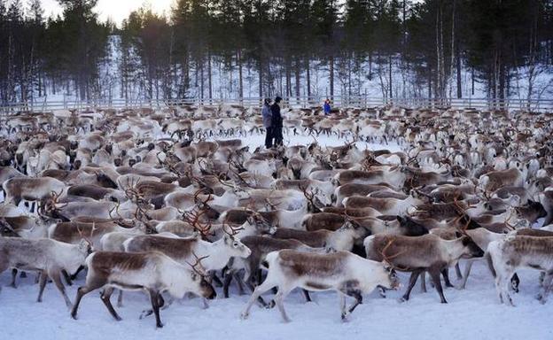 Los ciervos zombis que alertan a los expertos
