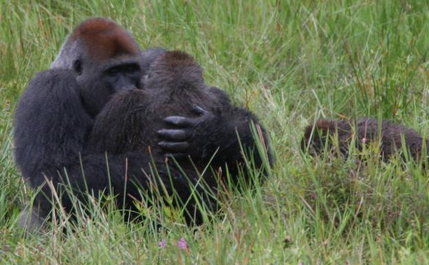 Reciclar el viejo teléfono móvil puede ayudar a salvar a poblaciones de gorilas
