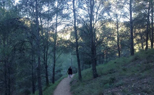 'Shinrin-Yoku' en El Valle