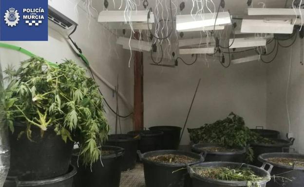 Detenido el propietario de una plantación de marihuana descubierta debido a un robo