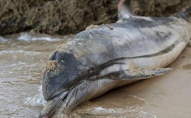 Aparece muerto un delfín en Roquetas con un nombre grabado en el costado