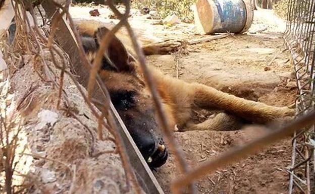 Podemos exige al Gobierno Regional el desarrollo inmediato de la Ley de Bienestar Animal