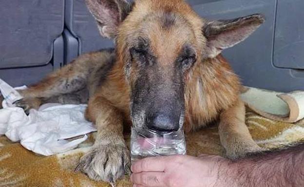 Así fue el rescate de siete perros de la 'casa de los horrores' de Javalí Nuevo