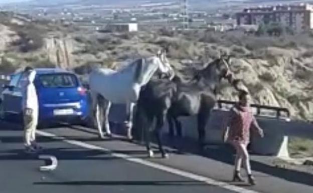 Dos caballos quedan libres por la A-7 tras volcar el remolque que los transportaba