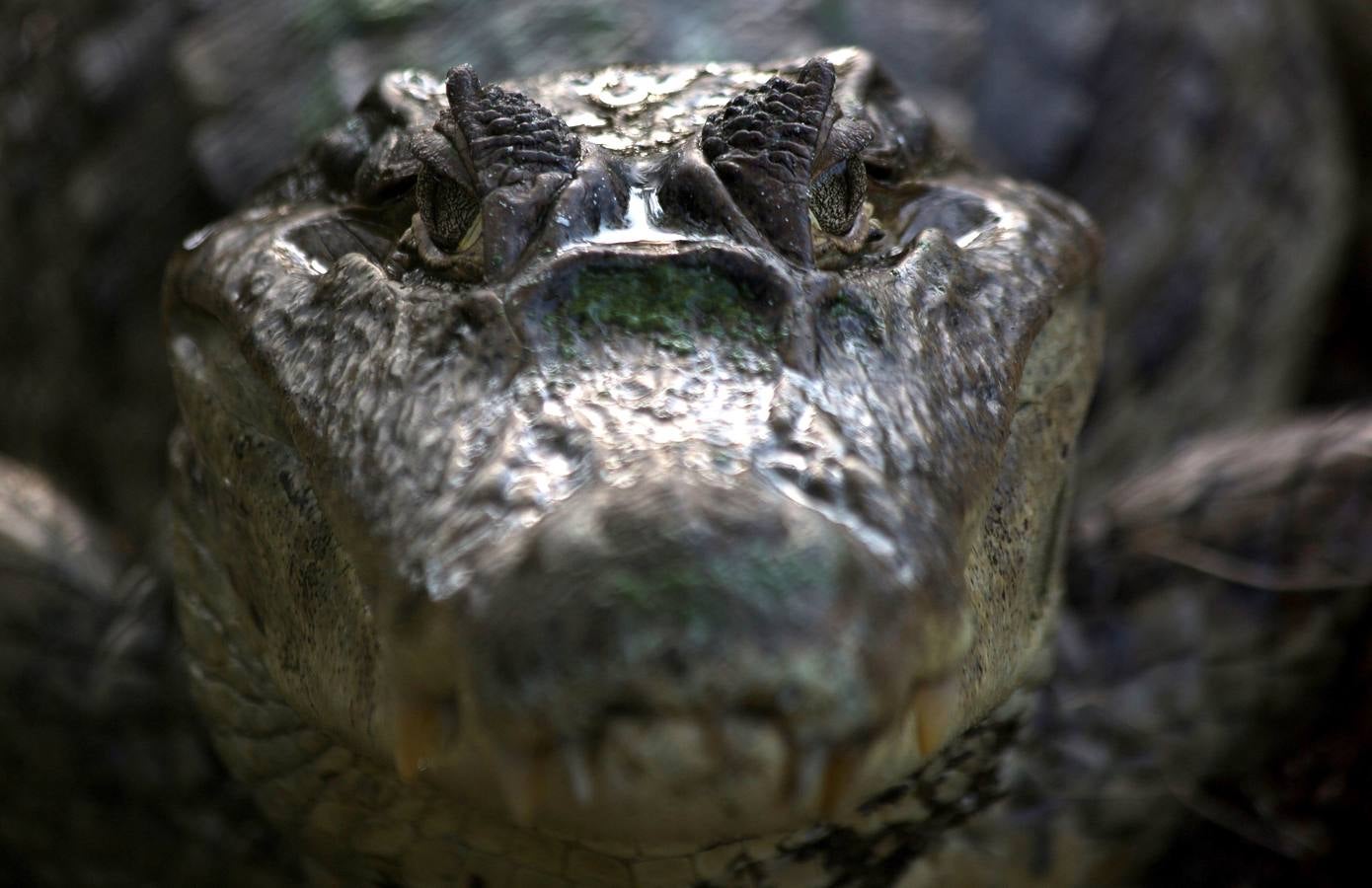 ¡Salvad a los reptiles!