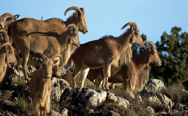El arruí vuelve a ser un trofeo