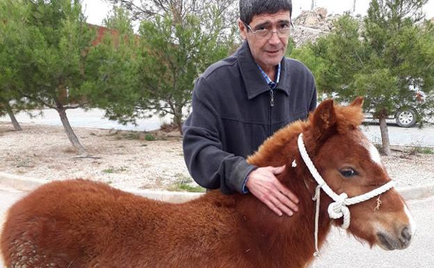 Recupera el poni que le robaron y abandonaron gracias a 'La Verdad'