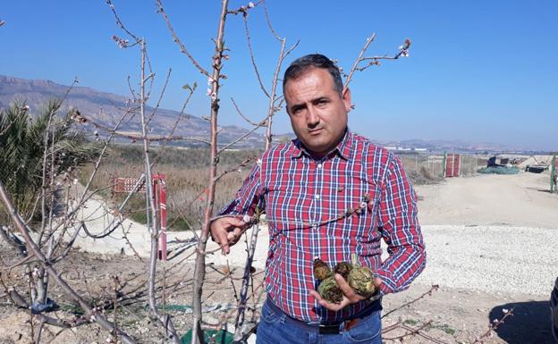 Las heladas dañan unas 300 hectáreas de cultivos de alcachofa, brócoli y lechuga