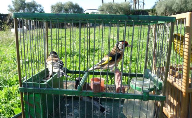 Fringílidos: falta la prueba 'refinitiva'