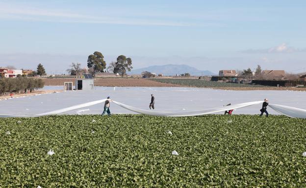 El campo lorquino se prepara para la ola de aire frío siberiano