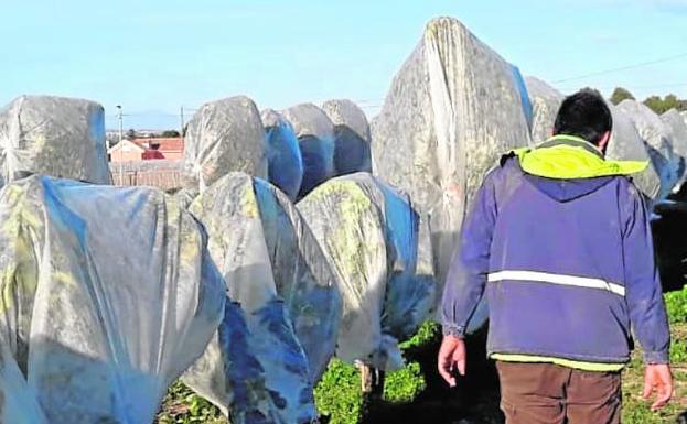 Productores de hortalizas y cítricos protegen sus cultivos al máximo ante las heladas