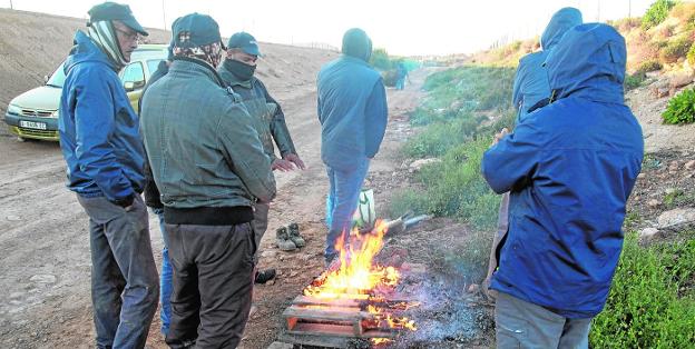 Heladas de hasta -8ºC intensifican los daños al brócoli, lechuga y alcachofa
