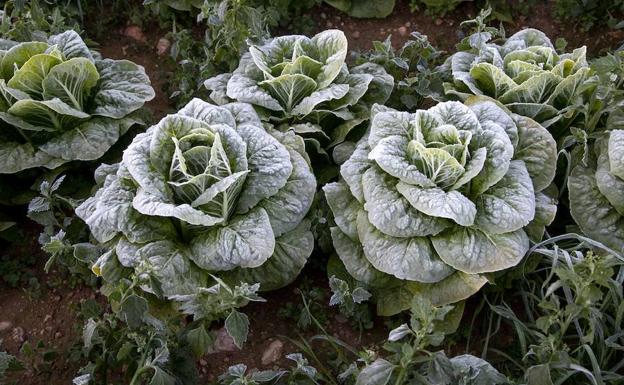 López Miras: «Los daños por las heladas pueden superar las 6.500 hectáreas y los dos millones y medio de euros»