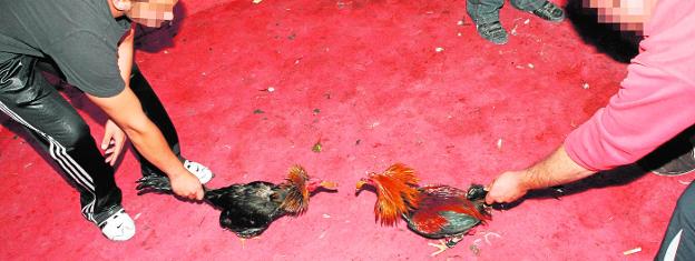 La Policía revienta un gran reñidero de gallos y detiene a decenas de apostantes