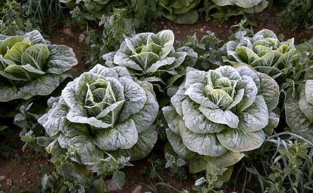 El frío daña 6.500 hectáreas y deja 2,5 millones en pérdidas