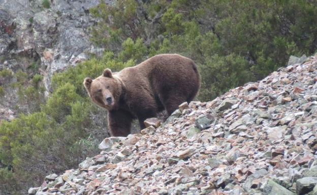 El cambio climático puede diezmar a los osos pardos en la cordillera cantábrica