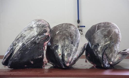 Tres cabezas de atún rojo recién cortadas. De aquí se sacan infinidad de delicias, como la parpatana. /J.M. Rodríguez / AGM