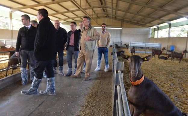 Agricultura pide al Ministerio que declare a la Región «indemne de brucelosis»