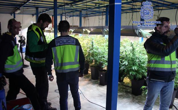 Desmantelan una plantación de marihuana en una nave industrial en Lorquí