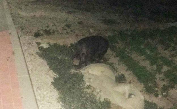 Rescatan a un cerdo vietnamita que transitaba por una carretera en Casillas