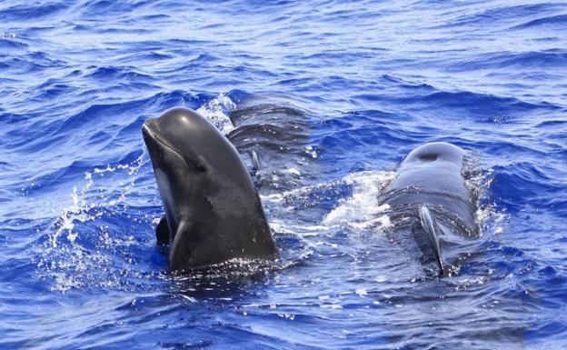 Todo sobre Cabo Tiñoso