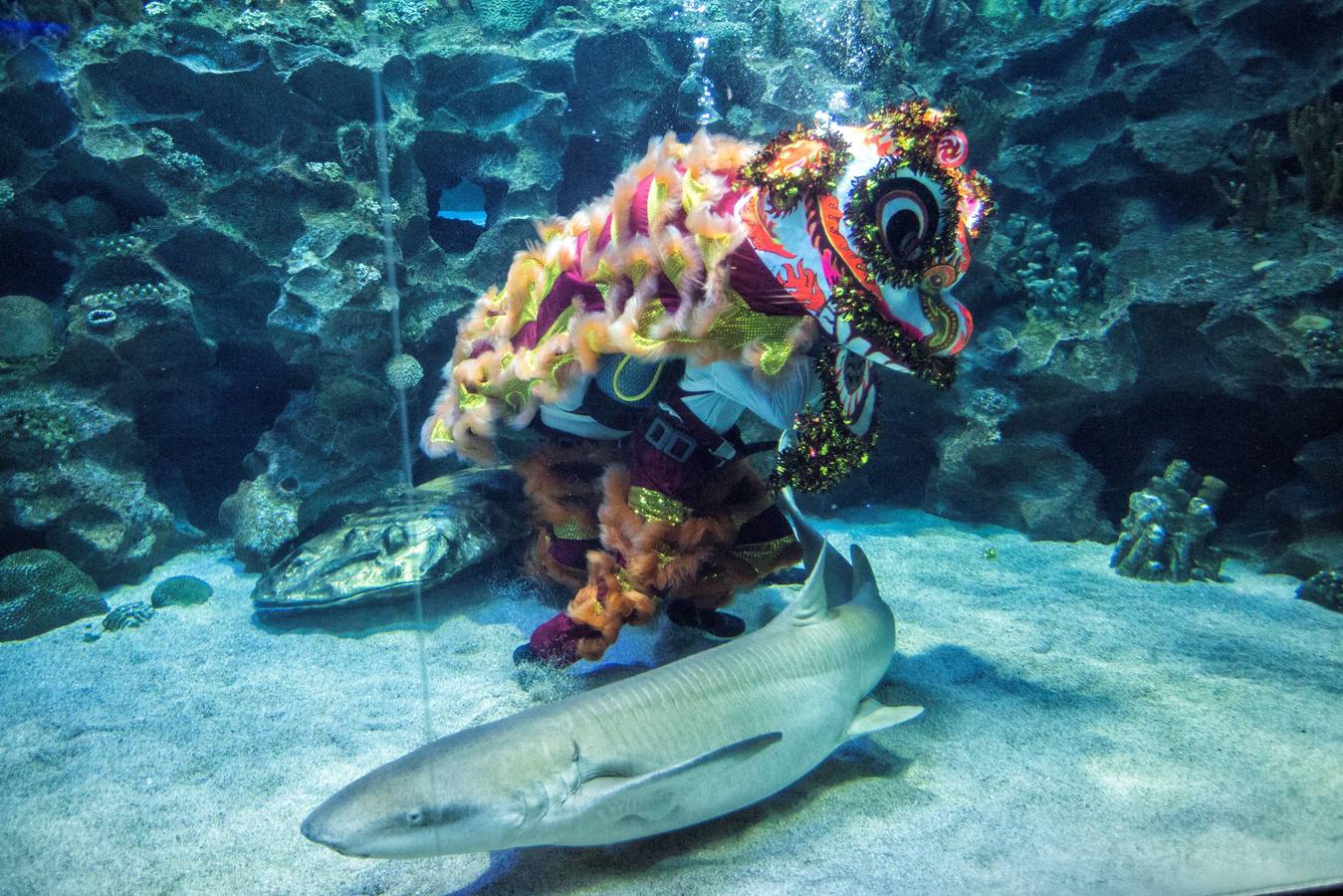 Danza del león... marino