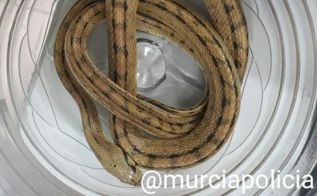 Encuentran una culebra de escalera en un parque de Javalí Viejo