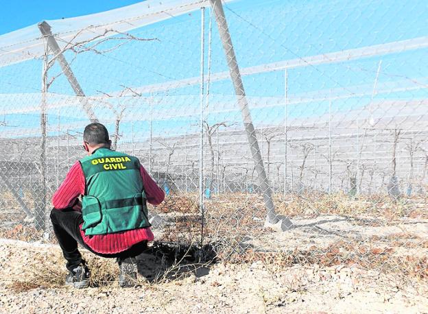 Cae una banda que se apoderó de más de una tonelada de uva en fincas del Guadalentín