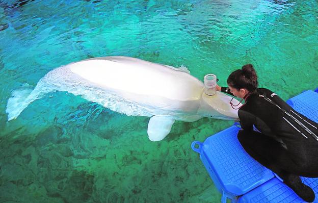 Un estudio pionero del Oceanogràfic evalúa la tolerancia de las belugas al cambio climático