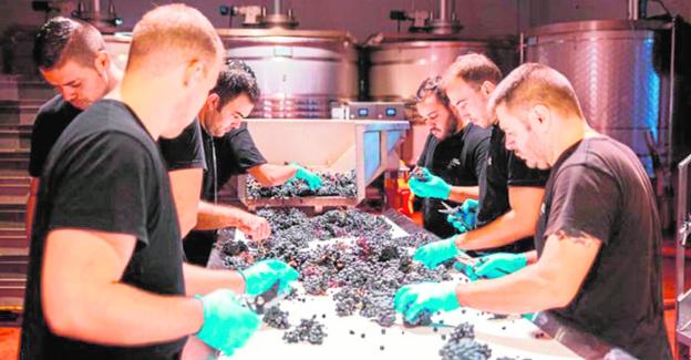 La producción de vinos ecológicos se consolida en Yecla con una subida del 20%