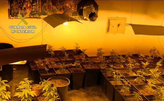 La Guardia Civil desmantela un invernadero en Murcia con más de 100 plantas de 'maría'