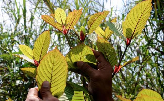 ¿Droga o medicamento? Así es el kraton, el arbusto que se consume cada vez más en Europa