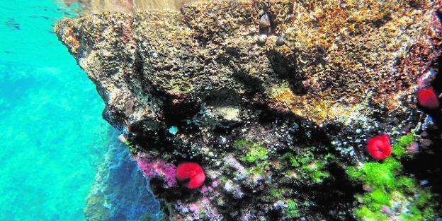 Mazarrón y Cabo Tiñoso, a golpe de clic