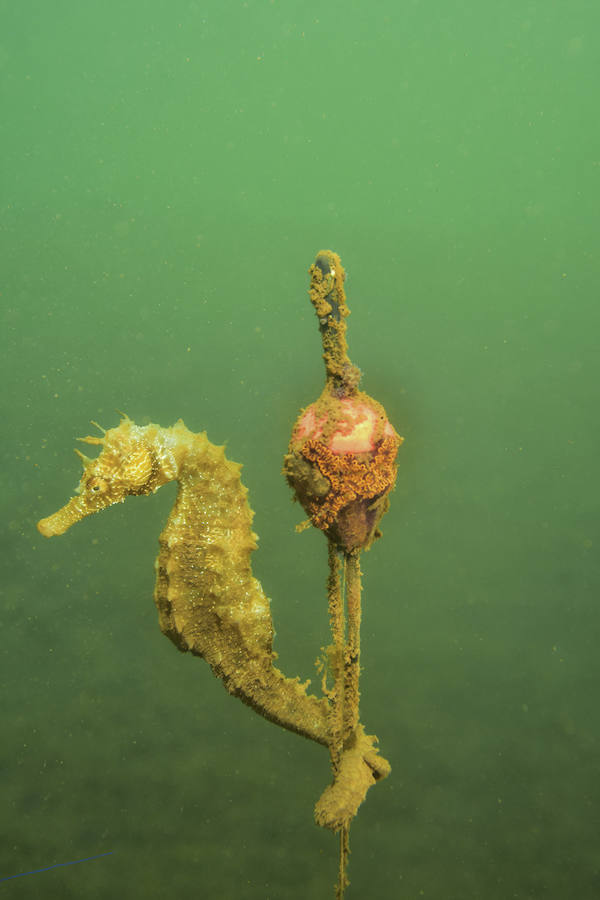 Contando caballitos en el Mar Menor