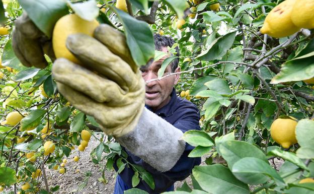 El arte de cortar limones