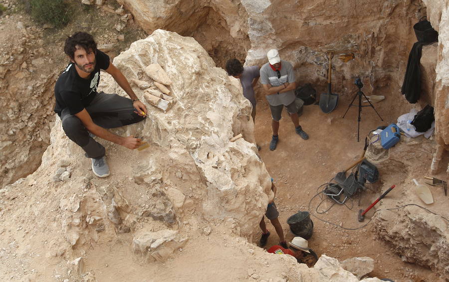 El lagarto del millón de años