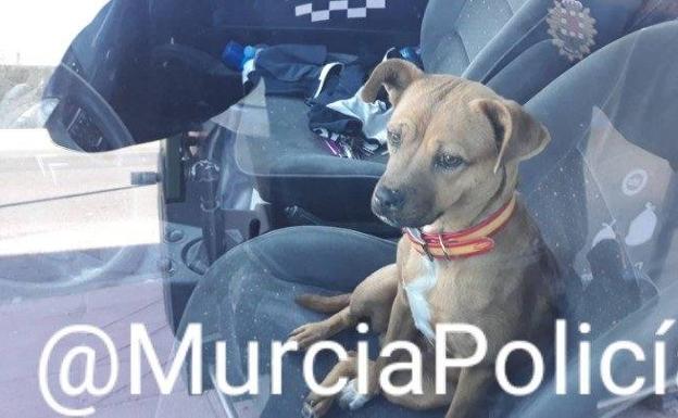 Detienen a un conductor que se dio a la fuga tras un accidente y dejó a su perro de copiloto