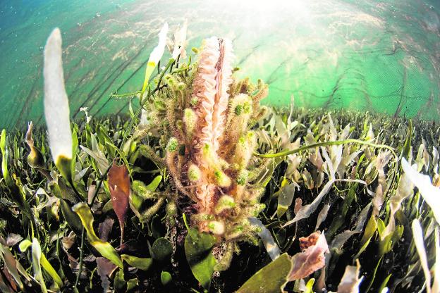 La última reserva de la nacra