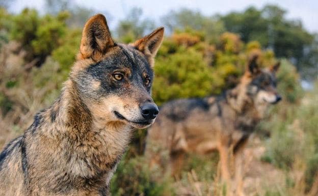 Ponga un lobo en su vida | La Verdad