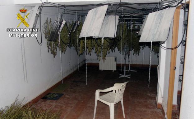Desmantelan un invernadero clandestino de cultivo de marihuana en Ricote
