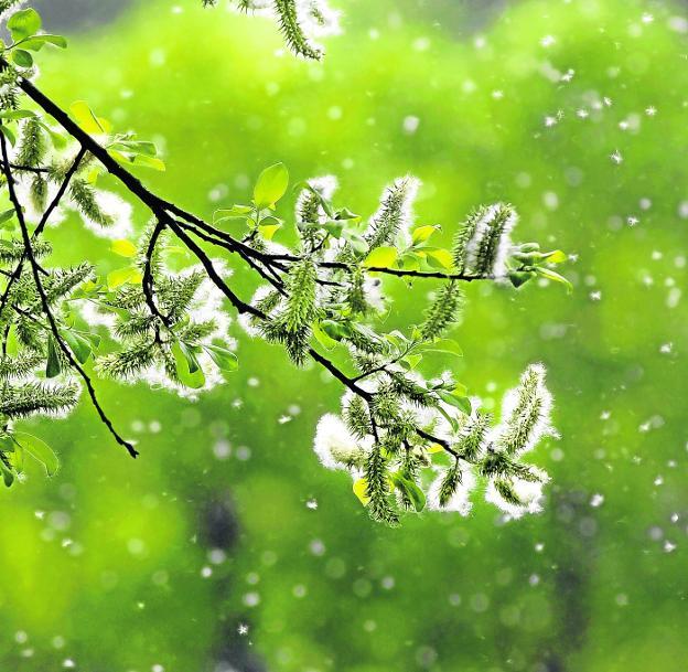 La cosecha de febrero