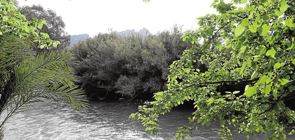 Plantación de bosque de ribera en Lorquí