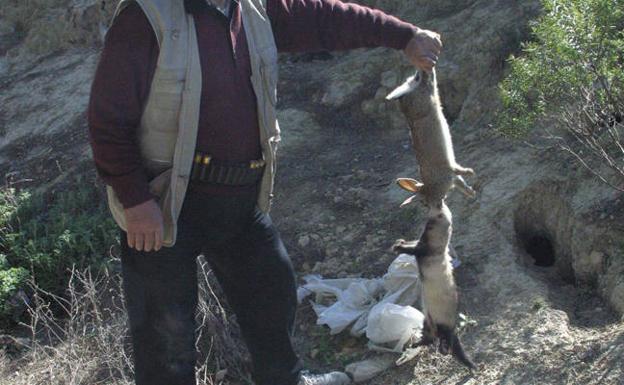 Declaran la situación de emergencia en 4 municipios por una plaga de conejos