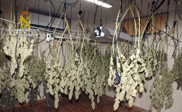 Desmantelan un grupo delictivo dedicado al cultivo ilícito de marihuana en La Unión