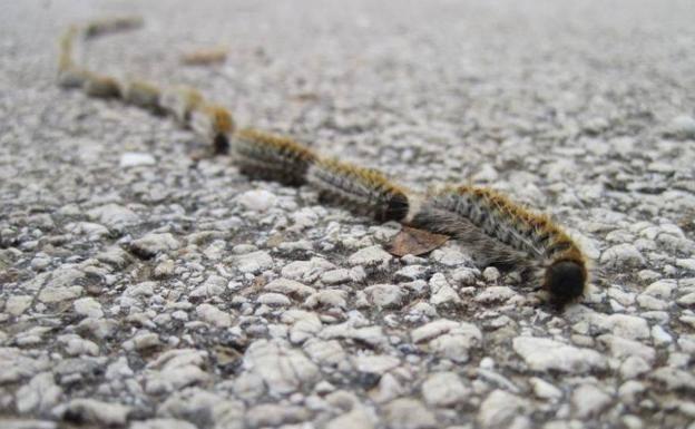 Plaga de procesionaria: cómo reaccionar para evitar que pueda ser mortal para tu perro