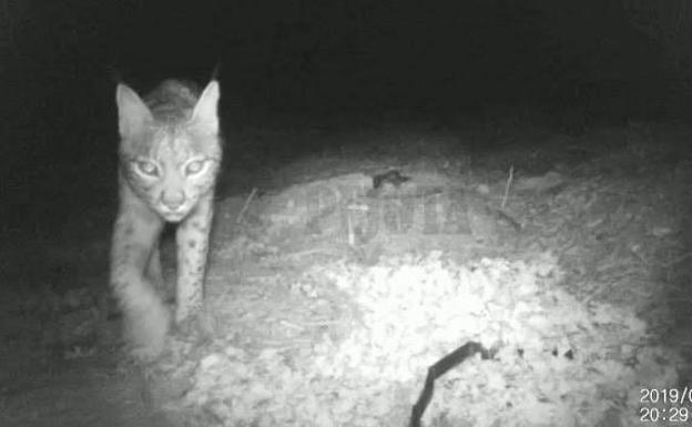 Un lince ronda el Altiplano