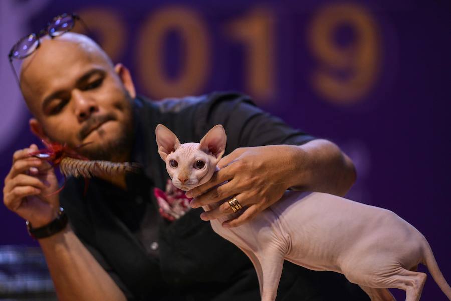 En busca del mejor gato